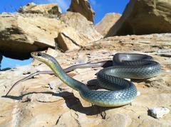 Coluber constrictor oaxaca
