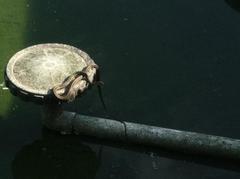 Thamnophis proximus rutiloris