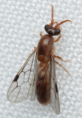 Aenictus