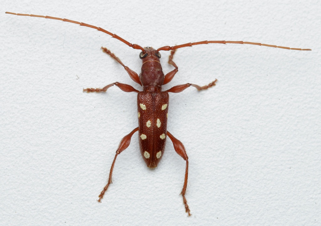 Thoris eburifera