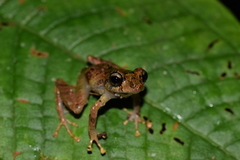 Pristimantis incomptus