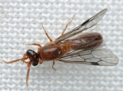 Aenictus