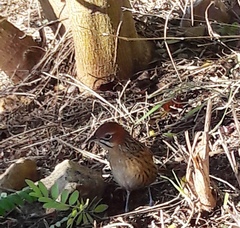 Sphenoeacus afer afer