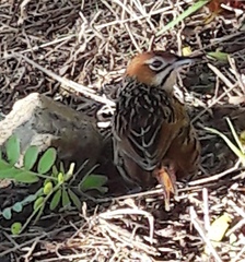 Sphenoeacus afer afer