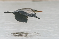 Ardea cinerea