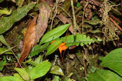 Masdevallia hirtzii