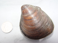 Pleurobema rubrum