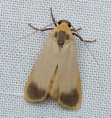 Brunia dorsalis