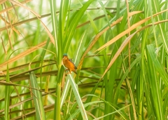 Corythornis cristatus