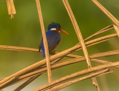 Corythornis cristatus