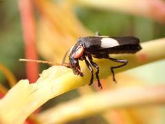 Chauliognathus fenestratus