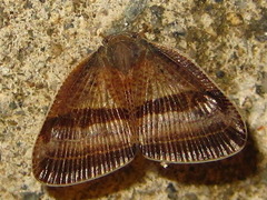Ricania taeniata