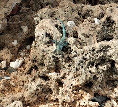 Cnemidophorus arubensis