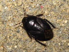 Macroscytus fraterculus