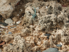 Cnemidophorus arubensis