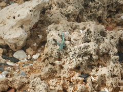 Cnemidophorus arubensis