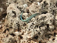 Cnemidophorus arubensis