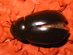 Hydrochara affinis
