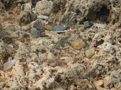 Cnemidophorus arubensis