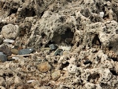 Cnemidophorus arubensis