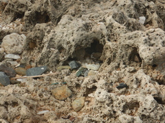 Cnemidophorus arubensis