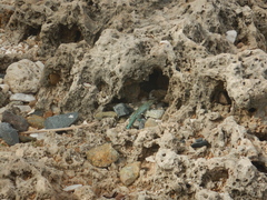 Cnemidophorus arubensis