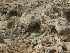 Cnemidophorus arubensis