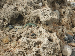 Cnemidophorus arubensis