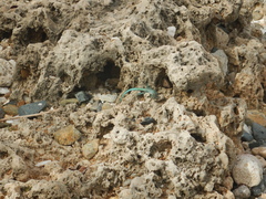 Cnemidophorus arubensis