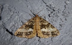 Pseudocoremia lactiflua