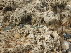 Cnemidophorus arubensis