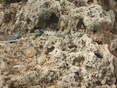 Cnemidophorus arubensis