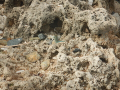 Cnemidophorus arubensis