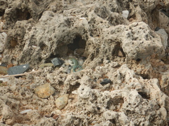 Cnemidophorus arubensis