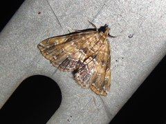 Elophila turbata