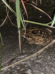 Rhinella diptycha