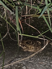 Rhinella diptycha