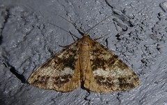 Pseudocoremia lactiflua