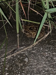 Rhinella diptycha