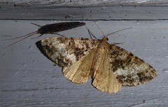 Pseudocoremia lactiflua