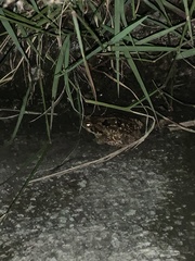 Rhinella diptycha