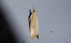 Bactra noteraula