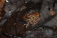 Pristimantis incomptus