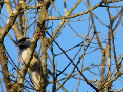 Poecile carolinensis