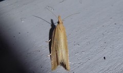 Bactra noteraula