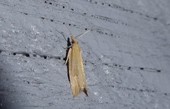 Bactra noteraula