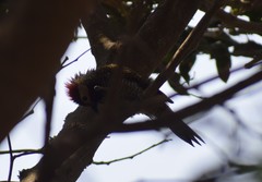 Colaptes atricollis