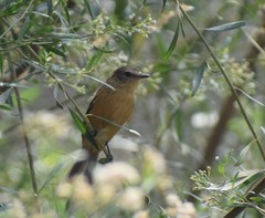 Myiophobus rufescens