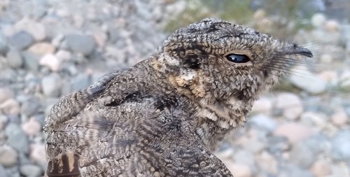 Tschudi's Nightjar (Quechuavis decussata), photo 2