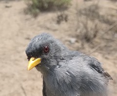 Xenospingus concolor